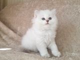 Şecereli̇ Anne Babadan Safkan Cy1133 Bri̇ti̇sh Longhai̇r