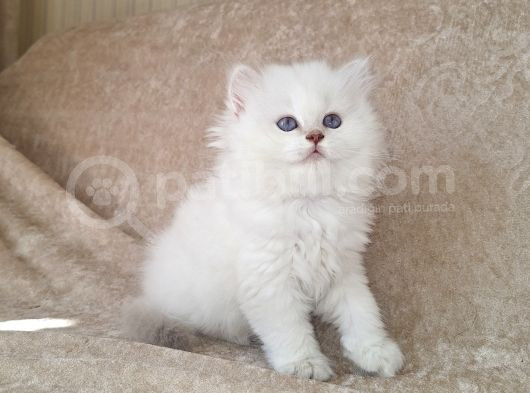 Şecereli̇ Anne Babadan Safkan Cy1133 Bri̇ti̇sh Longhai̇r görsel