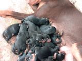 Doberdoodle Yavruları