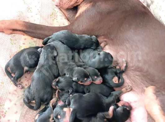 Doberdoodle Yavruları