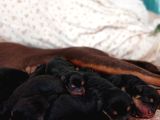Doberdoodle Yavruları