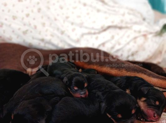 Doberdoodle Yavruları görsel