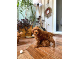 Erkek toy poodle 