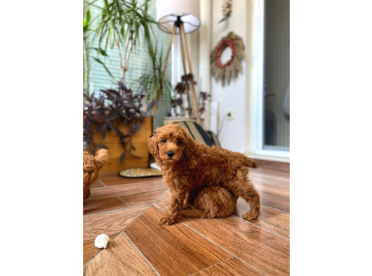 Erkek Toy Poodle 