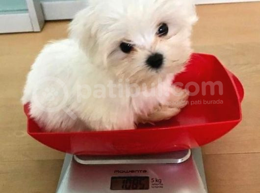 Kore Maltese Terri̇er Mama Malzeme Kampanyalı görsel