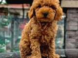 Tooy poodle cinsi kıpkırmızı Red mini Boy 