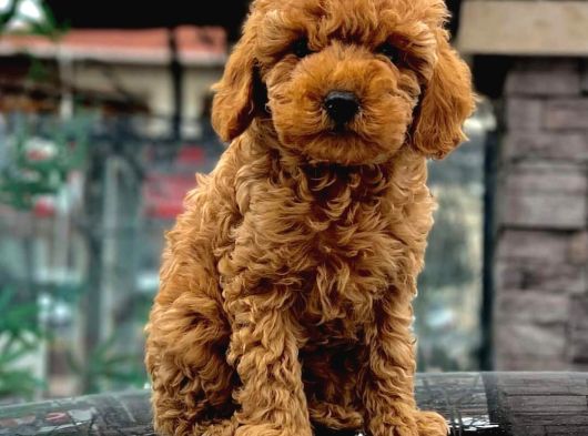 Tooy Poodle Cinsi Kıpkırmızı Red Mini Boy 