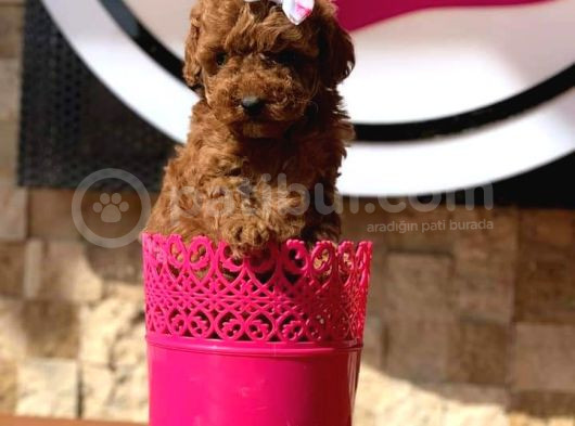 Tooy Poodle Cinsi Yavrular Dişi Erkek Mevcuttur 