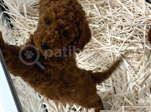 Evde Bakılan Wc Eğitimli Poodle Bebeğim görsel