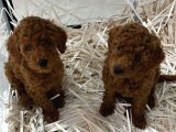 Evde Bakılan Wc Eğitimli Poodle Bebeğim