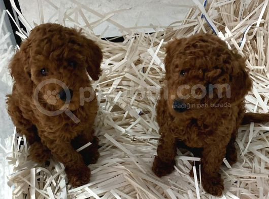 Evde Bakılan Wc Eğitimli Poodle Bebeğim görsel