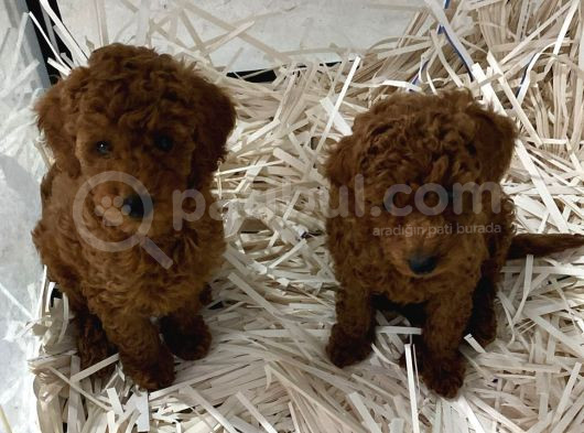 Evde Bakılan Wc Eğitimli Poodle Bebeğim