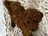 Evde Bakılan Wc Eğitimli Poodle Bebeğim