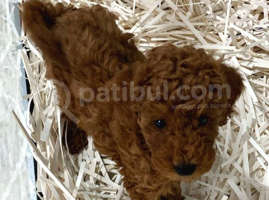 Evde Bakılan Wc Eğitimli Poodle Bebeğim görsel