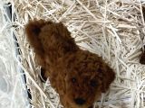 Evde Bakılan Wc Eğitimli Poodle Bebeğim