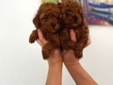 Veteriner Kontrolünde Teslime Açık Safkan Toy Poodle Yavrum