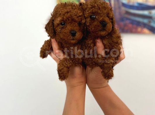 Veteriner Kontrolünde Teslime Açık Safkan Toy Poodle Yavrum görsel