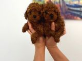 Veteriner Kontrolünde Teslime Açık Safkan Toy Poodle Yavrum
