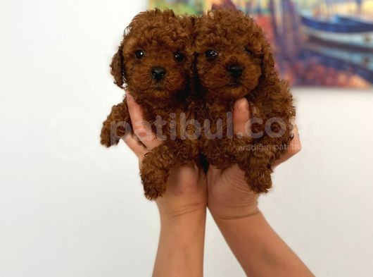 Veteriner Kontrolünde Teslime Açık Safkan Toy Poodle Yavrum görsel