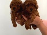 Veteriner Kontrolünde Teslime Açık Safkan Toy Poodle Yavrum