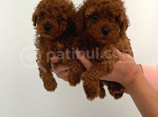 Veteriner Kontrolünde Teslime Açık Safkan Toy Poodle Yavrum görsel