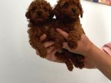 Veteriner kontrolünde teslime açık safkan Toy Poodle Yavrum