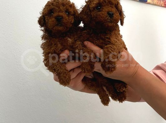 Veteriner Kontrolünde Teslime Açık Safkan Toy Poodle Yavrum