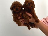 Veteriner Kontrolünde Teslime Açık Safkan Toy Poodle Yavrum