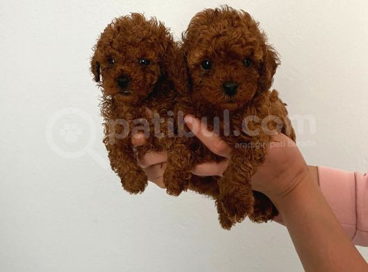 Veteriner Kontrolünde Teslime Açık Safkan Toy Poodle Yavrum görsel