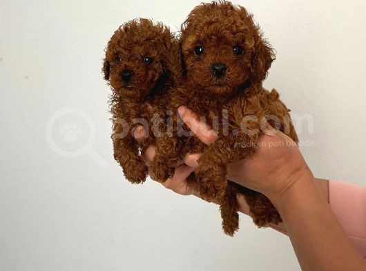 Veteriner Kontrolünde Teslime Açık Safkan Toy Poodle Yavrum görsel