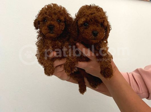 Veteriner Kontrolünde Teslime Açık Safkan Toy Poodle Yavrum görsel