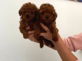 Veteriner Kontrolünde Teslime Açık Safkan Toy Poodle Yavrum