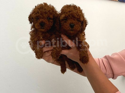 Veteriner Kontrolünde Teslime Açık Safkan Toy Poodle Yavrum görsel