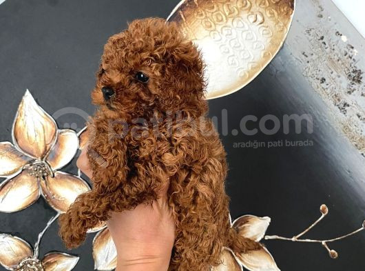 Safkan Teacup Toy Boy Poodle Miniğim görsel
