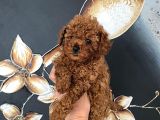Safkan teacup toy Boy poodle Miniğim