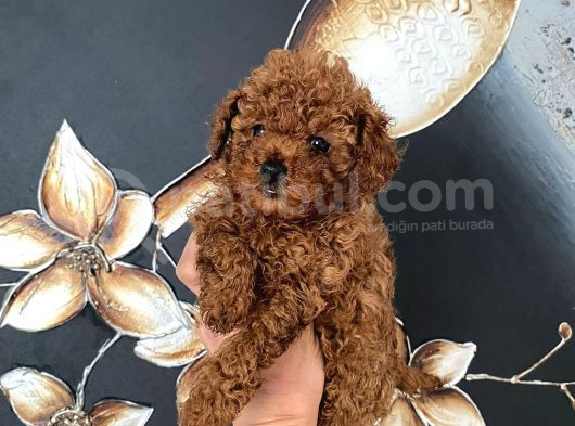 Safkan Teacup Toy Boy Poodle Miniğim