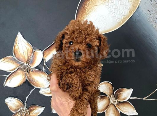 Safkan Teacup Toy Boy Poodle Miniğim görsel