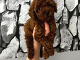 Pet eğitimli Aşılı toy poodle safkan yavrum