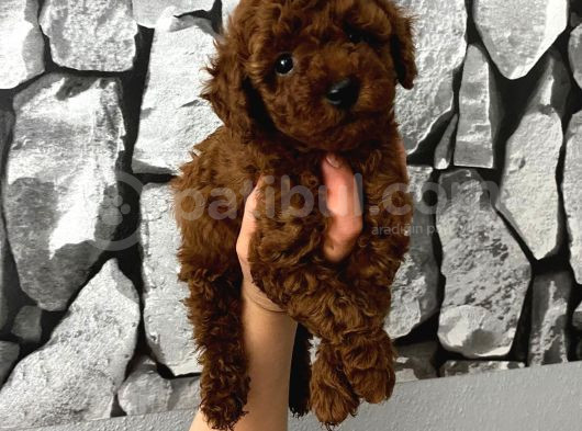 Pet Eğitimli Aşılı Toy Poodle Safkan Yavrum