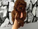 Pet Eğitimli Aşılı Toy Poodle Safkan Yavrum