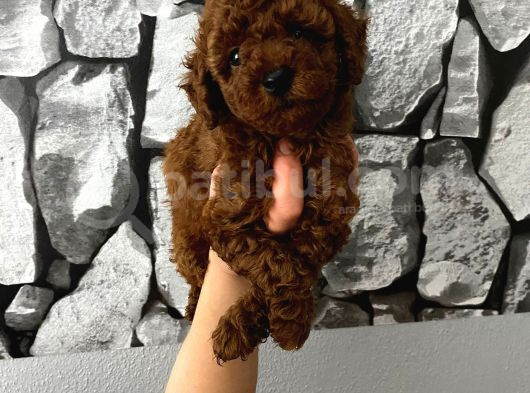 Pet Eğitimli Aşılı Toy Poodle Safkan Yavrum görsel