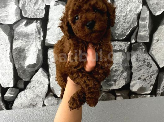 Pet Eğitimli Aşılı Toy Poodle Safkan Yavrum görsel