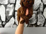 Pet Eğitimli Aşılı Toy Poodle Safkan Yavrum