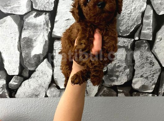 Pet Eğitimli Aşılı Toy Poodle Safkan Yavrum görsel