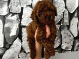 Pet Eğitimli Aşılı Toy Poodle Safkan Yavrum