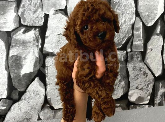 Pet Eğitimli Aşılı Toy Poodle Safkan Yavrum görsel