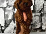 Pet Eğitimli Aşılı Toy Poodle Safkan Yavrum