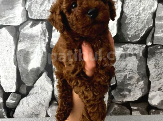 Pet Eğitimli Aşılı Toy Poodle Safkan Yavrum görsel