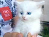 SAFKAN ÜST KALİTE YAVRULAR