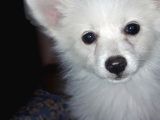 Yavru Spitz Köpek